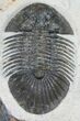 Very Bumpy Platyscutellum Trilobite - Axial Spines #8380-2